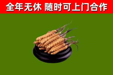 扶余市回收冬虫夏草
